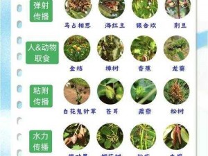 探秘霍格沃茨之遗：揭秘植物种子的获取途径