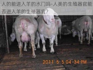 人的能进入羊的水门吗-人类的生殖器官能否进入羊的生殖器官？