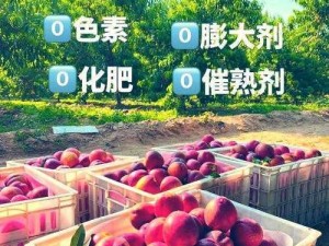 水蜜桃4双管齐下将免费、水蜜桃 4 双管齐下，免费活动即将开启