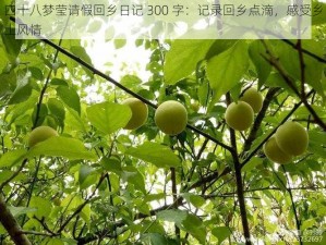 四十八梦莹请假回乡日记 300 字：记录回乡点滴，感受乡土风情