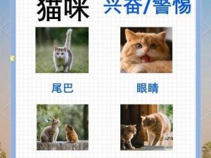 猫研社心情提升策略：探索有效方法助力猫咪情感愉悦提升