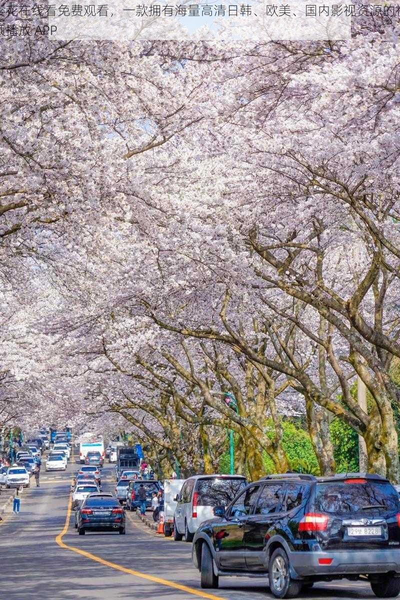 樱花在线看免费观看，一款拥有海量高清日韩、欧美、国内影视资源的视频播放 APP