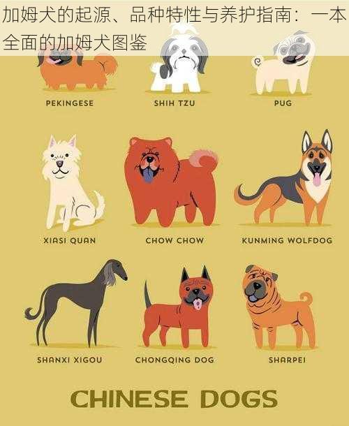 加姆犬的起源、品种特性与养护指南：一本全面的加姆犬图鉴