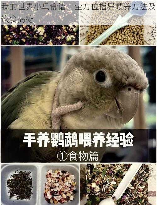 我的世界小鸟食谱：全方位指导喂养方法及饮食揭秘