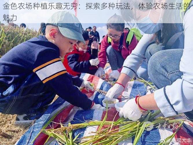 金色农场种植乐趣无穷：探索多种玩法，体验农场生活的魅力