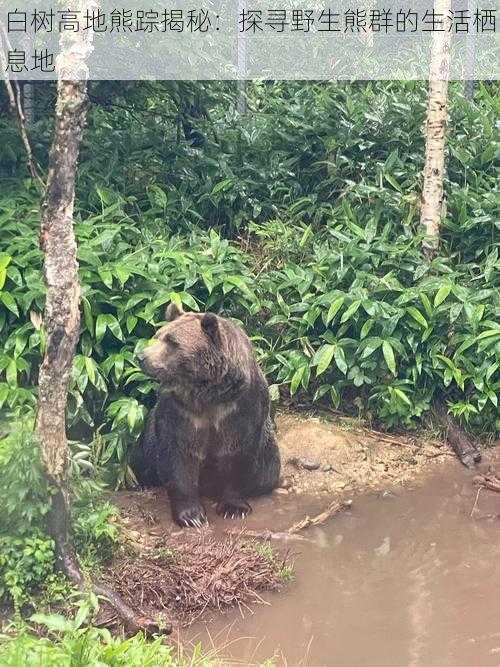 白树高地熊踪揭秘：探寻野生熊群的生活栖息地