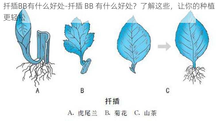 扦插BB有什么好处-扦插 BB 有什么好处？了解这些，让你的种植更轻松