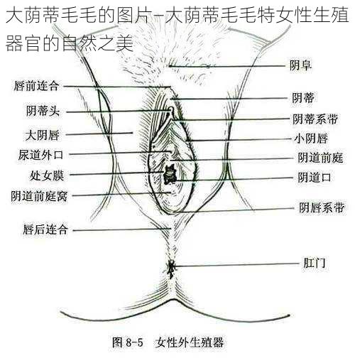 大荫蒂毛毛的图片—大荫蒂毛毛特女性生殖器官的自然之美