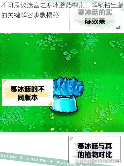 不可思议迷宫之寒冰蘑菇探索：解锁钻宝藏的关键解密步骤揭秘