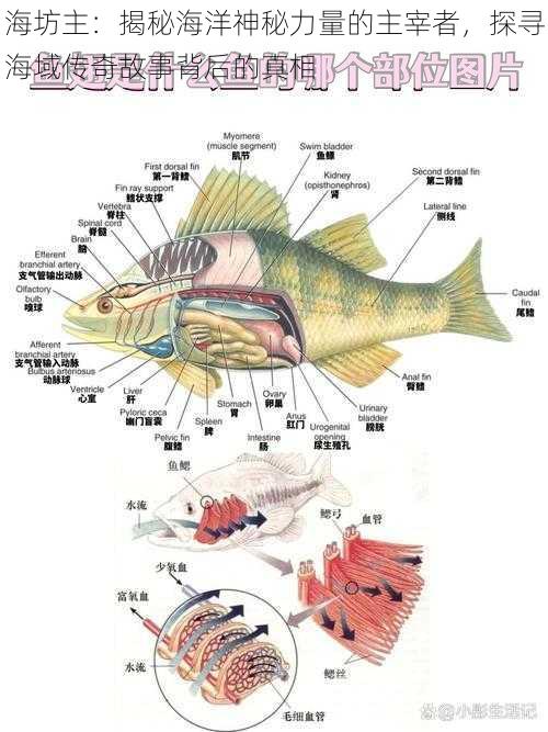 海坊主：揭秘海洋神秘力量的主宰者，探寻海域传奇故事背后的真相