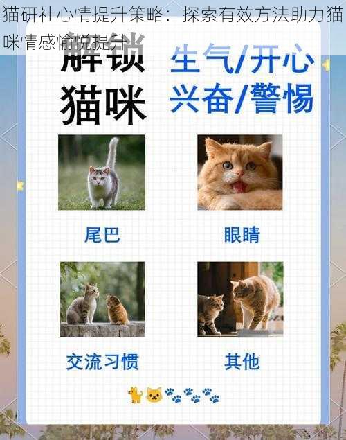 猫研社心情提升策略：探索有效方法助力猫咪情感愉悦提升