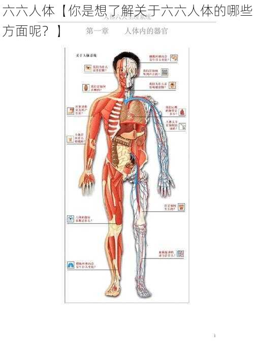六六人体【你是想了解关于六六人体的哪些方面呢？】
